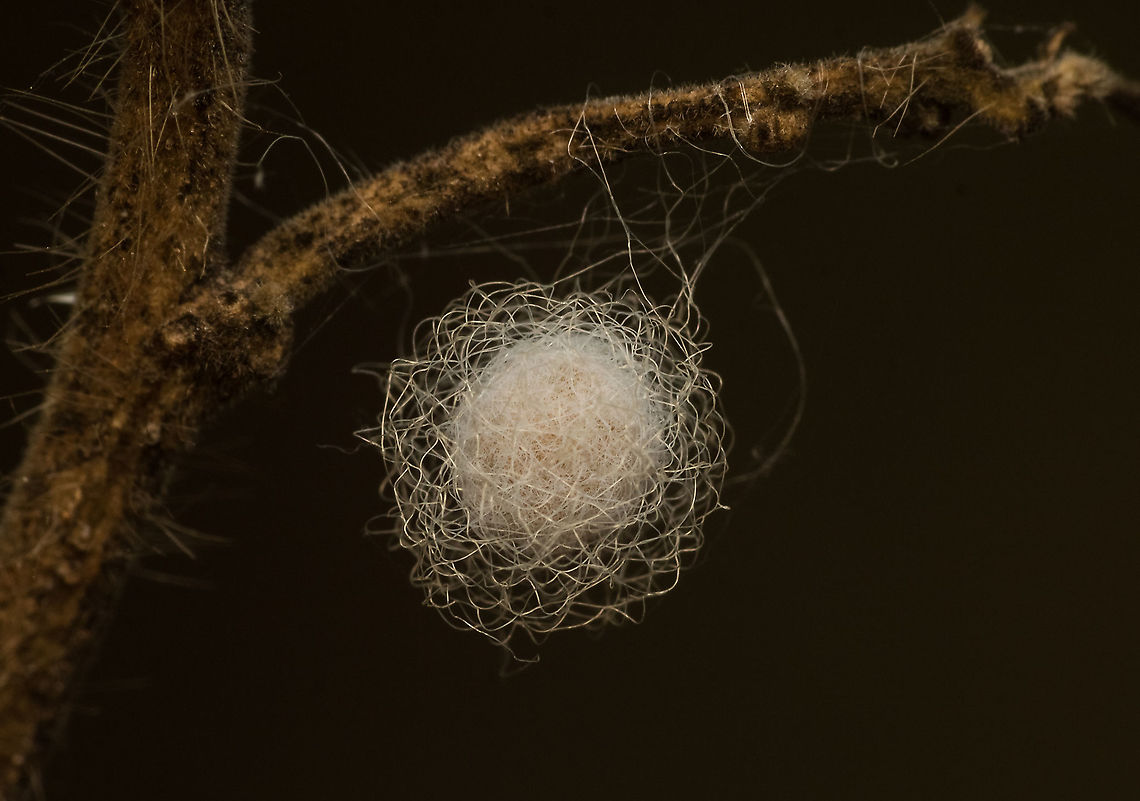 Whats this  Geotagged,India,Spring