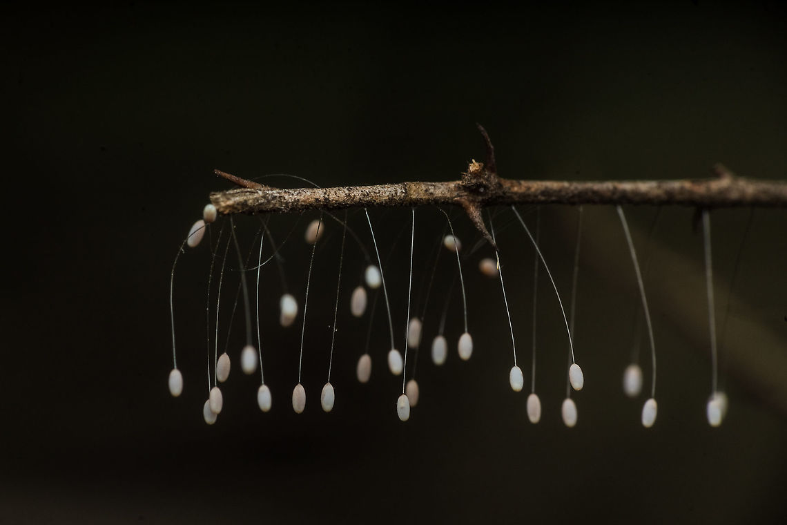 Lacewing larvae ?  Geotagged,India,Spring