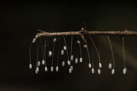 Lacewing larvae ?  Geotagged,India,Spring