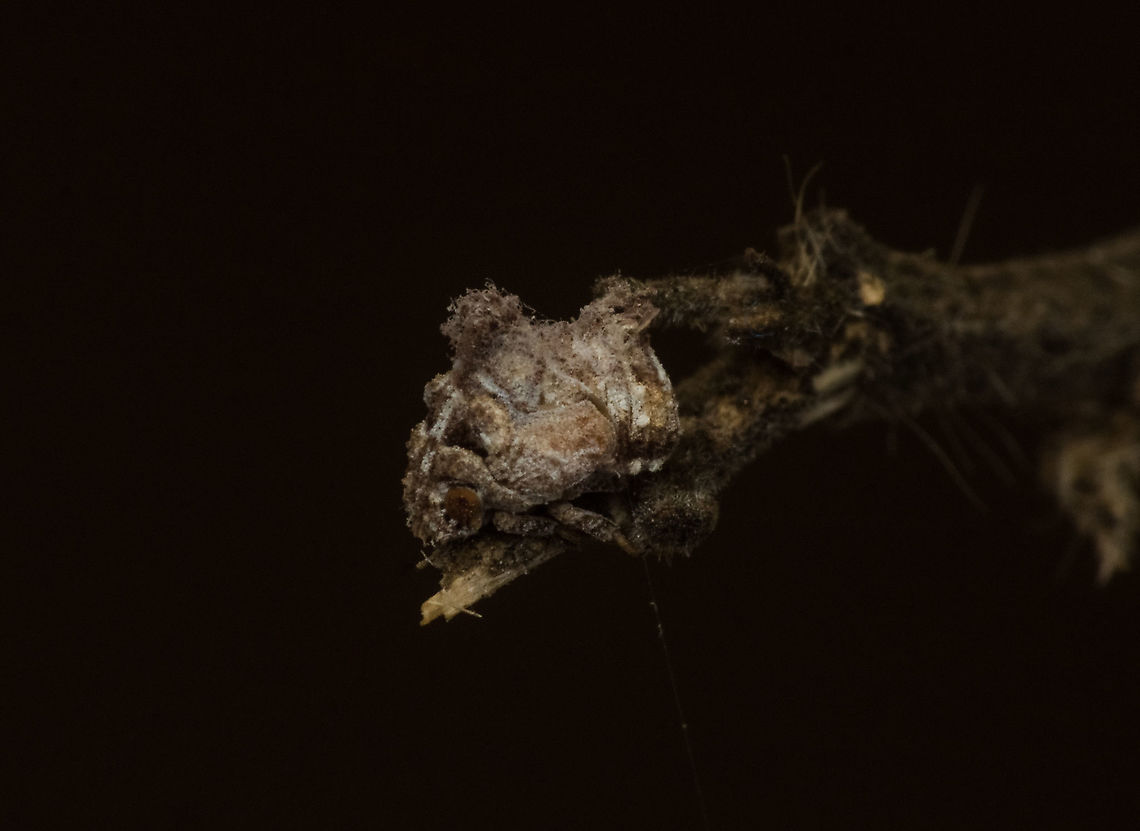 Unidentified  Geotagged,India,Spring