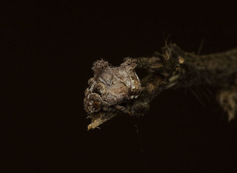 Unidentified  Geotagged,India,Spring