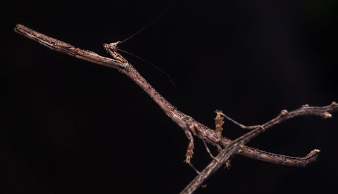 Toxoderid Mantis  Geotagged,India,Paratoxodera borneana