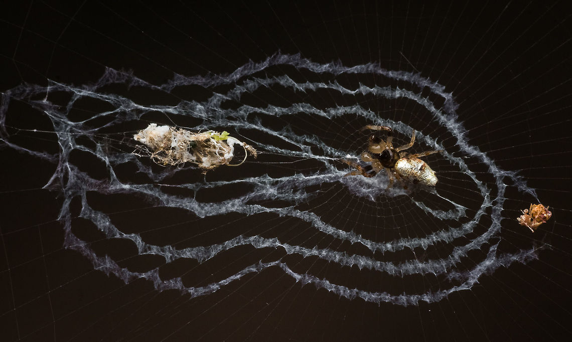 Orb weaver  Geotagged,India,Spring