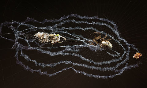 Orb weaver  Geotagged,India,Spring