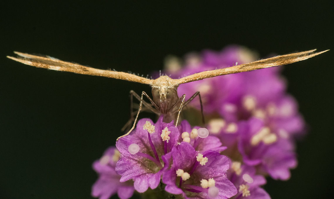 Plume moth  Geotagged,India