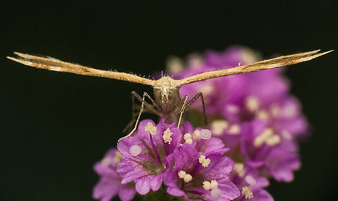 Plume moth  Geotagged,India