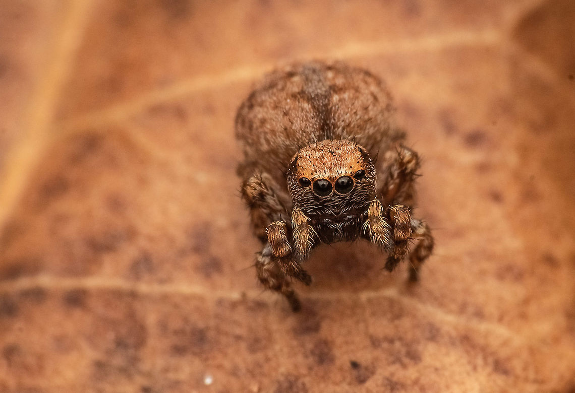 Name ? Found on stones mostly  Geotagged,India,Platycryptus undatus,Salticidae,Spring,Tan Jumping Spider