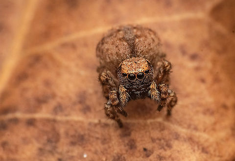 Name ? Found on stones mostly  Geotagged,India,Platycryptus undatus,Salticidae,Spring,Tan Jumping Spider