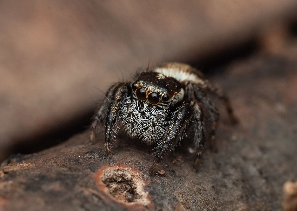 Name ?  Geotagged,India,Platycryptus undatus,Spring,Tan Jumping Spider