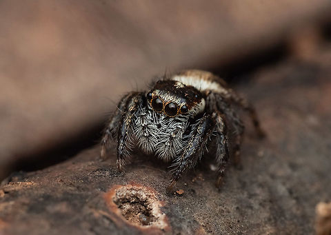 Name ?  Geotagged,India,Platycryptus undatus,Spring,Tan Jumping Spider