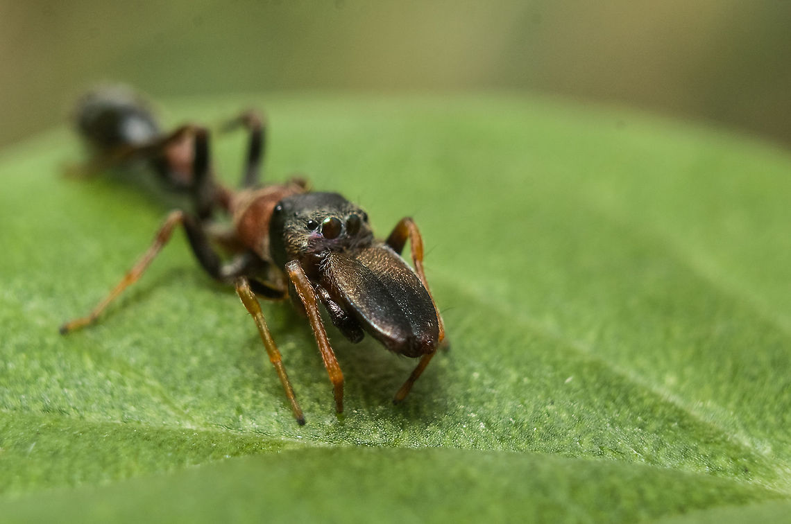Ant mimicking spider  Myrmarachne melanocephala