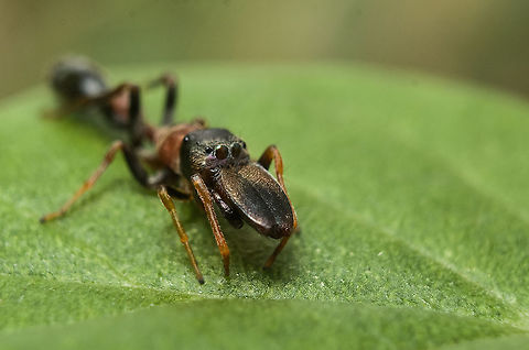 Ant mimicking spider  Myrmarachne melanocephala