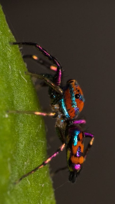 Chrysilla volupe Found on my backyard Chrysilla volupe