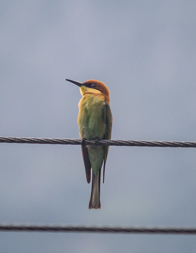 Bee eater Found on hills of south india Chesnut headed bee eater,Geotagged,India,Merops leschenaulti,Winter
