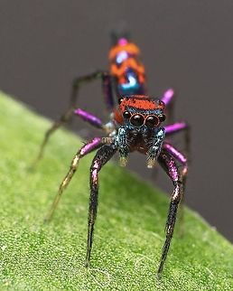 Chrysilla volupe Found on my garden Chrysilla volupe,Geotagged,India,Spring