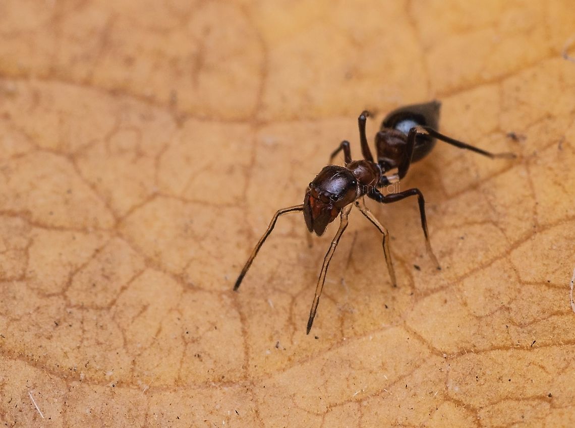 Ant mimicking spider Found in my garden Geotagged,India,Myrmarachne formicaria,Spring
