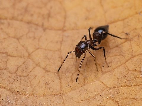 Ant mimicking spider Found in my garden Geotagged,India,Myrmarachne formicaria,Spring