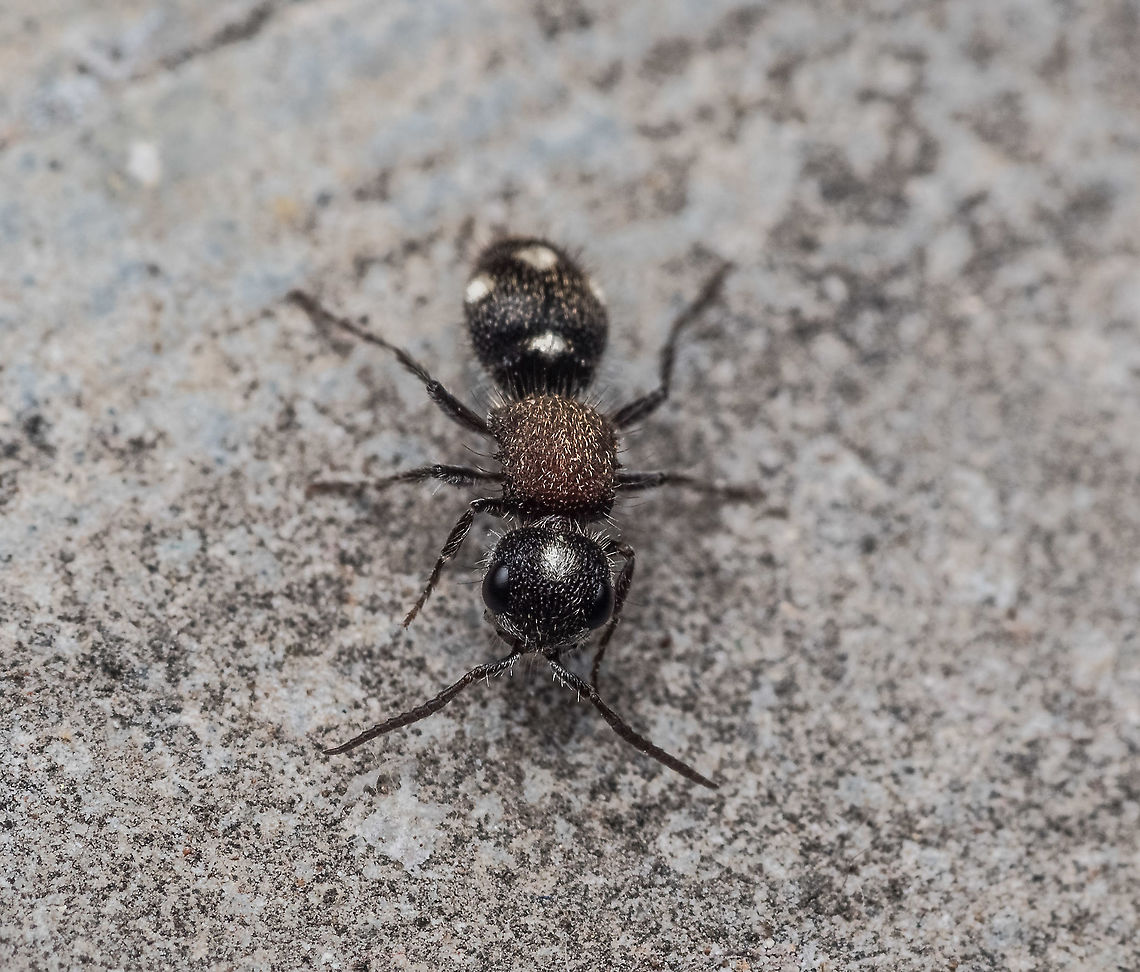 Velvet ant  Geotagged,India,ant