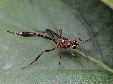 Wasp  Geotagged,India,Spring