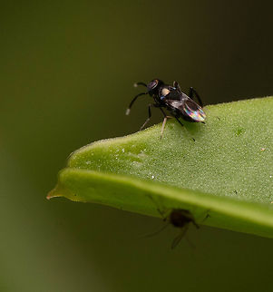 Parastic wasp Found on my garden Geotagged,India,Spring