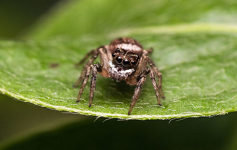 Jumper Its Hasarius adansoni  Garden jumping spider,Geotagged,India,Opisthoncus parcedentatus,Spring