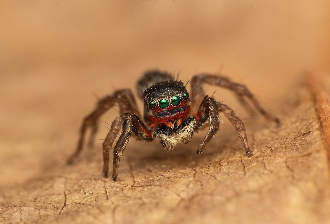 Rainbow jumper  Geotagged,India,Spring,Stenaelurillus lesserti