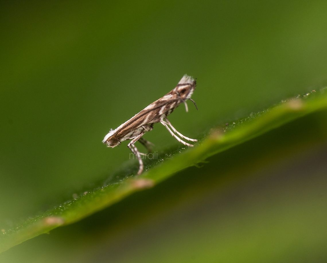 Tiny moth Not even size of ant. Found in my garden<br />
Acrocercops i guess. Geotagged,India,Spring