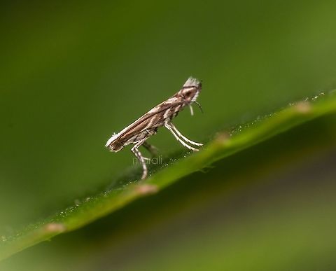 Tiny moth Not even size of ant. Found in my garden
Acrocercops i guess. Geotagged,India,Spring