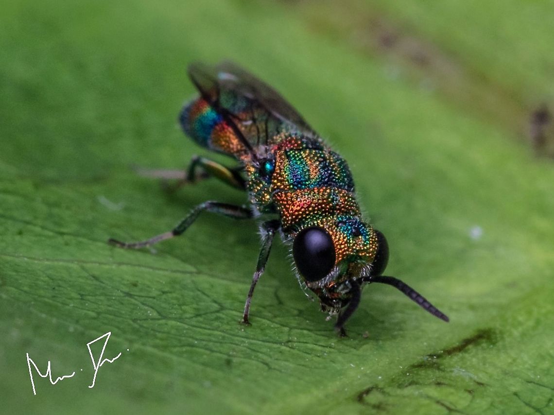 Cuckoo wasp  Chrysis angolensis,Geotagged,India