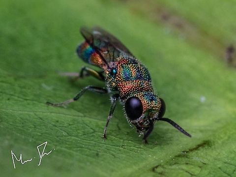 Cuckoo wasp  Chrysis angolensis,Geotagged,India