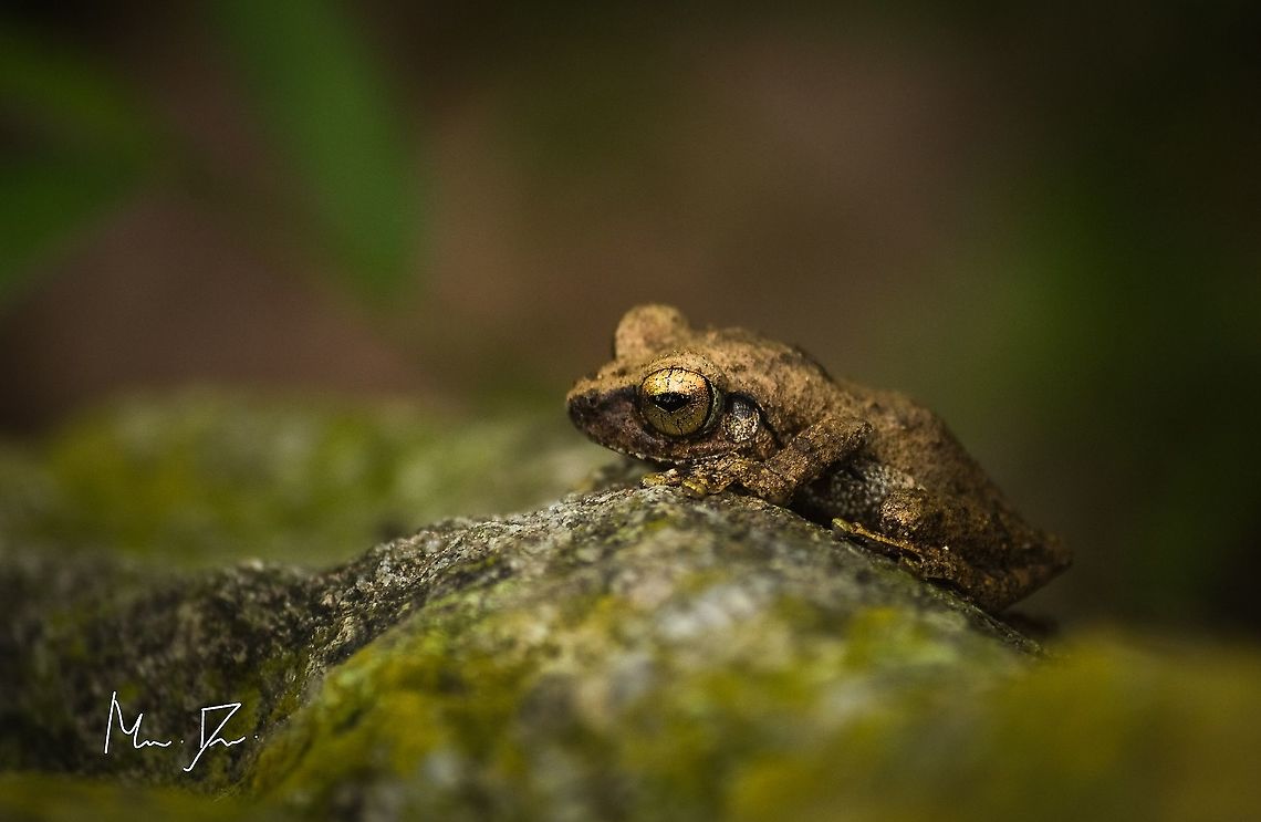 Bush frog Found in the downhill of nilgirs Fall,Geotagged,India