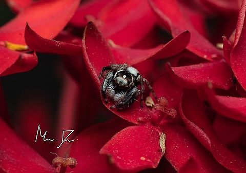 Jumper Home Found him resting on flowers Geotagged,India,Spring