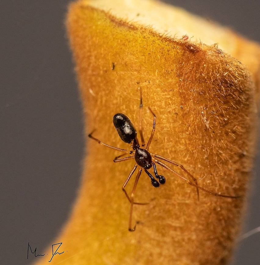 Ant mimicking spider Coleosoma Geotagged,India,Summer