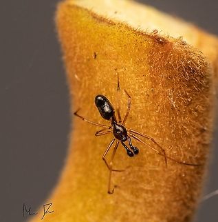 Ant mimicking spider Coleosoma Geotagged,India,Summer