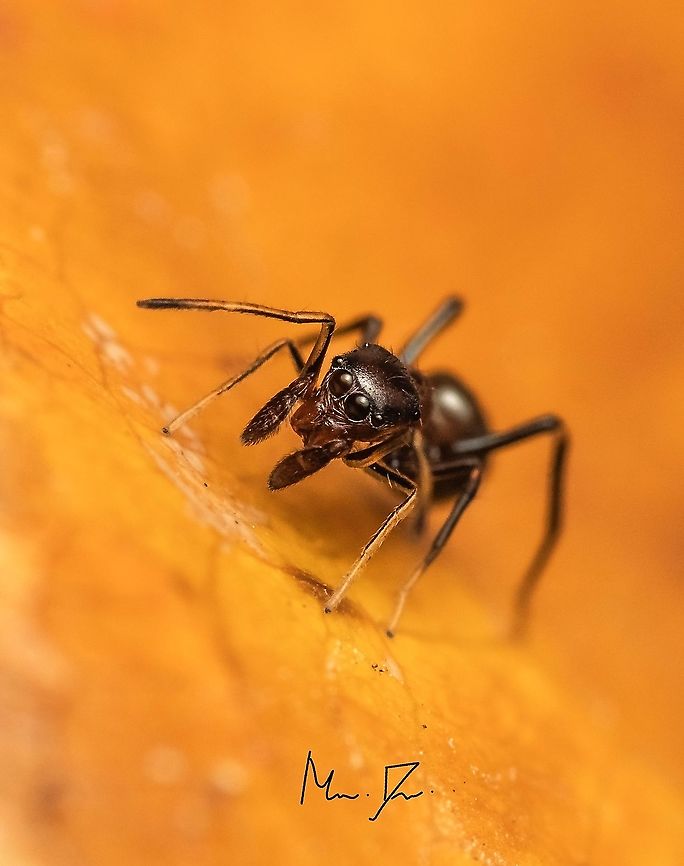 Ant mimicking spider  Geotagged,India,Myrmarachne formicaria,Spring