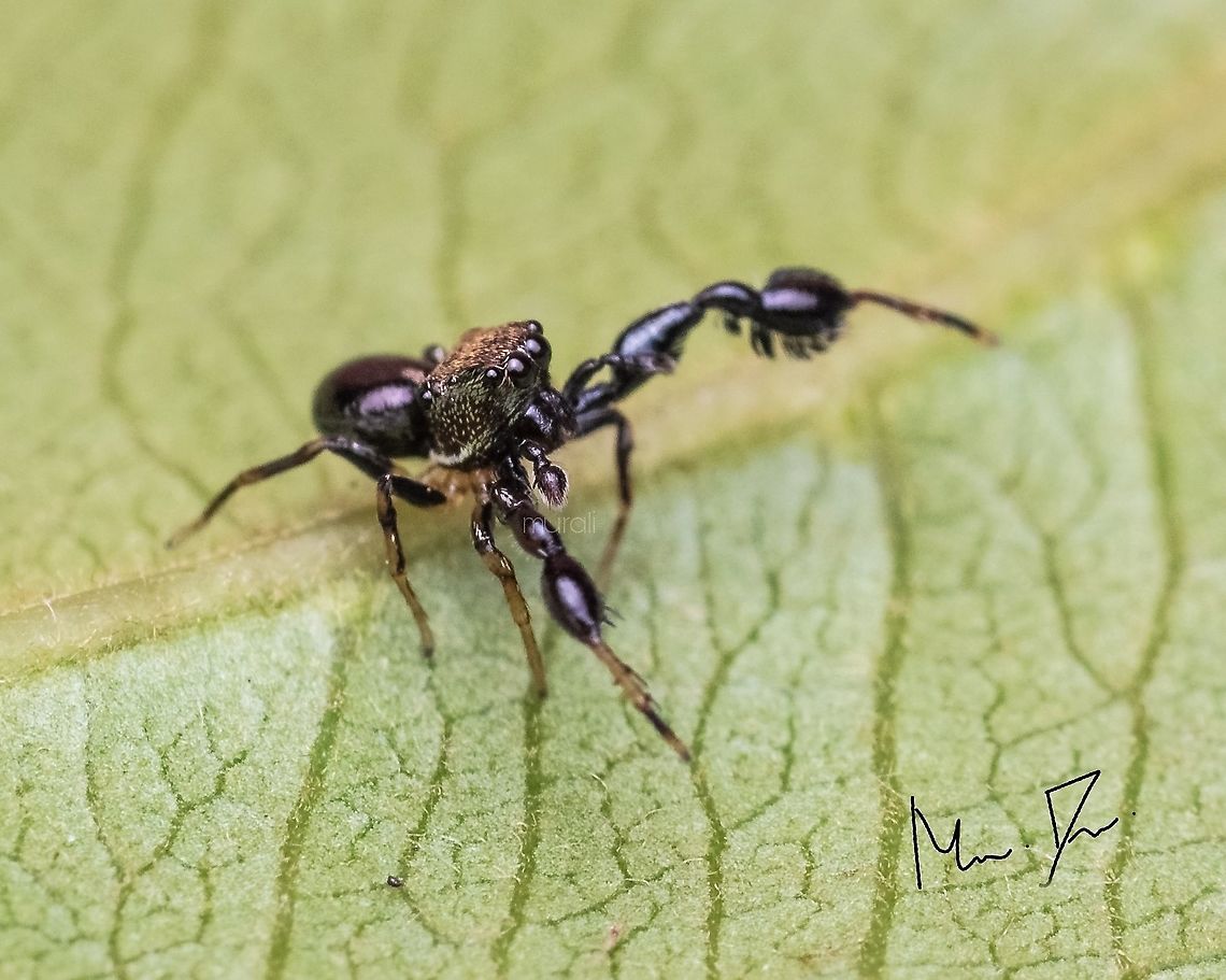 Hulk smash Harmochirus brachiatus  Jumping spider with long hand Geotagged,Harmochirus brachiatus,India,Summer