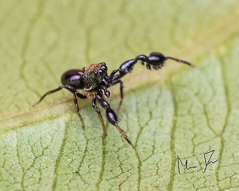 Hulk smash Harmochirus brachiatus  Jumping spider with long hand Geotagged,Harmochirus brachiatus,India,Summer