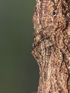 Hamataliwa bark lynx spider at its best Geotagged,Hamataliwa,India,Spring