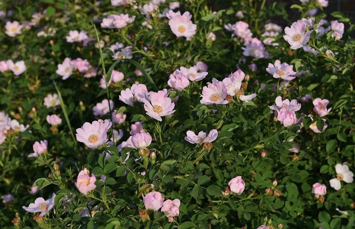 CA6C5D14-895A-4EB8-A359-722D4099D259