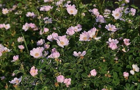 CA6C5D14-895A-4EB8-A359-722D4099D259