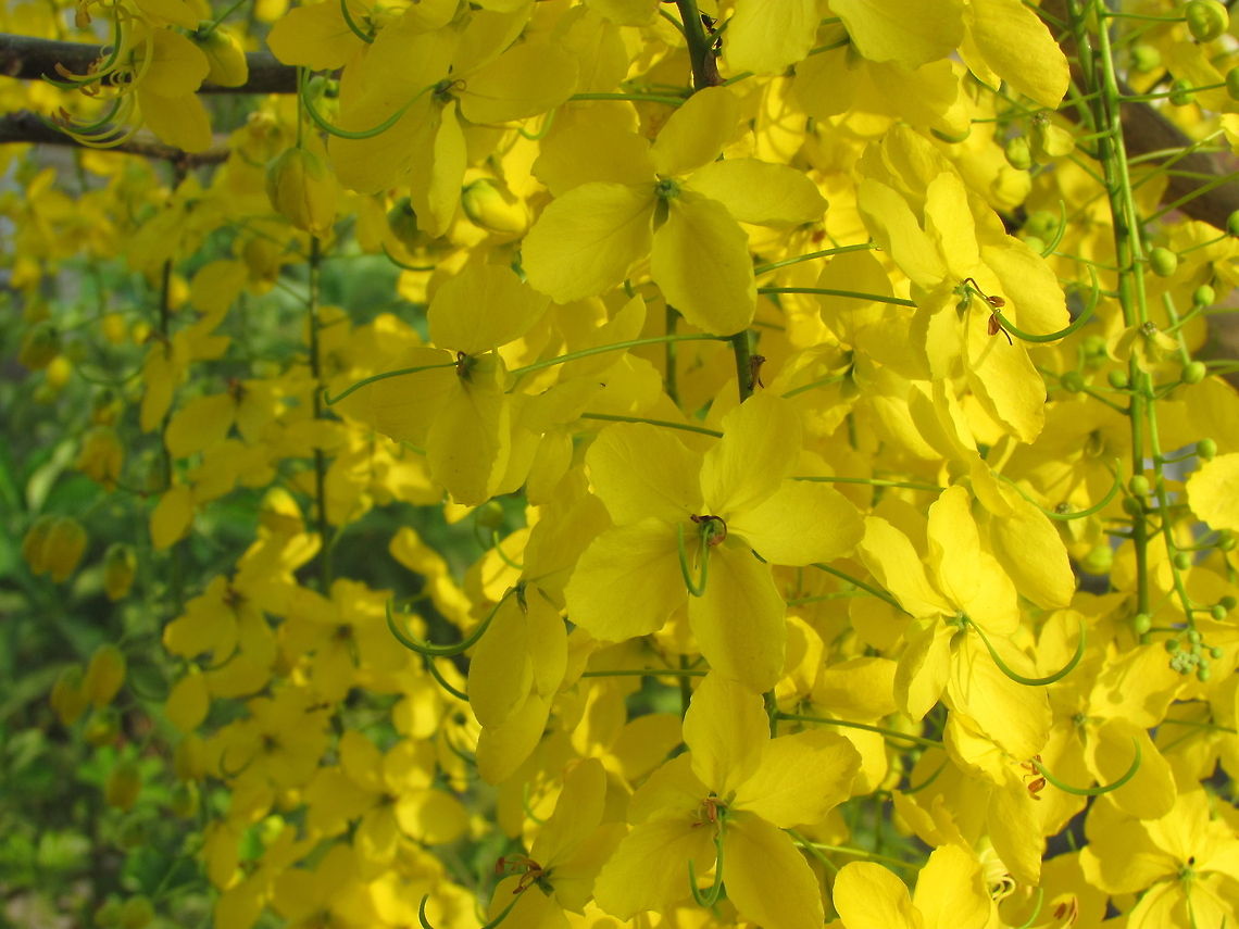 Cassia fistula  Cassia fistula,Geotagged,India