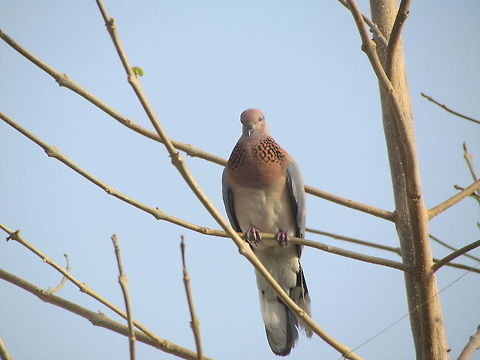 Indian Laughing Dove  Geotagged,India,Laughing Dove,Spilopelia senegalensis