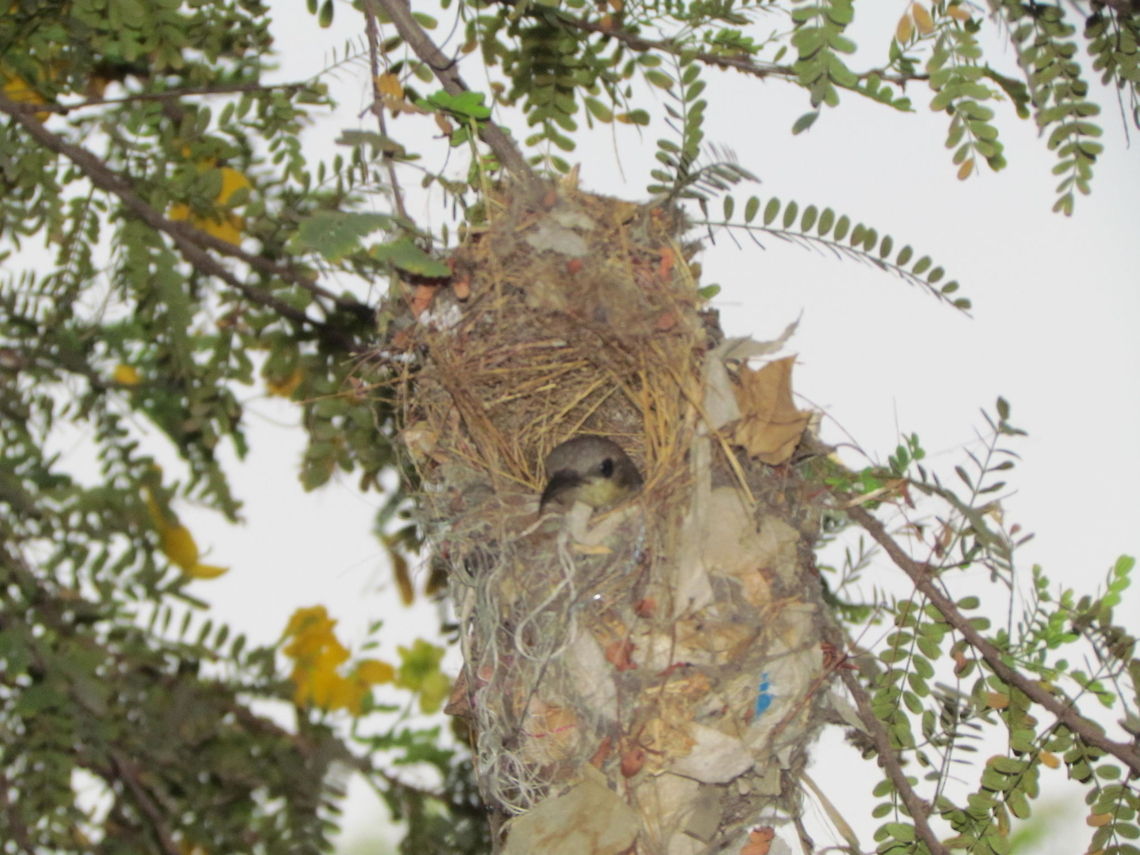 Female Sunbird at the nest  Cinnyris jugularis,Geotagged,India,Olive-backed Sunbird