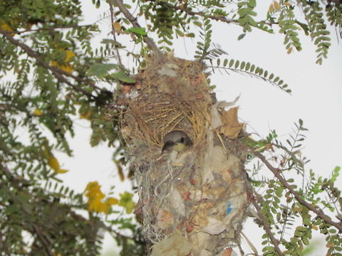 Female Sunbird at the nest  Cinnyris jugularis,Geotagged,India,Olive-backed Sunbird