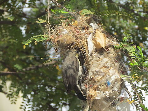 Female Sunbird at the nest with prey  Cinnyris asiaticus,Cinnyris jugularis,Geotagged,India,Olive-backed Sunbird,Purple Sunbird