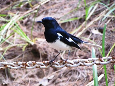 Oriental Magpie-Robin They are distinctive black and white birds with a long tail that is hld upright as they forage on the ground or perch conspicuously Copsychus saularis,Geotagged,India,Oriental Magpie-Robin