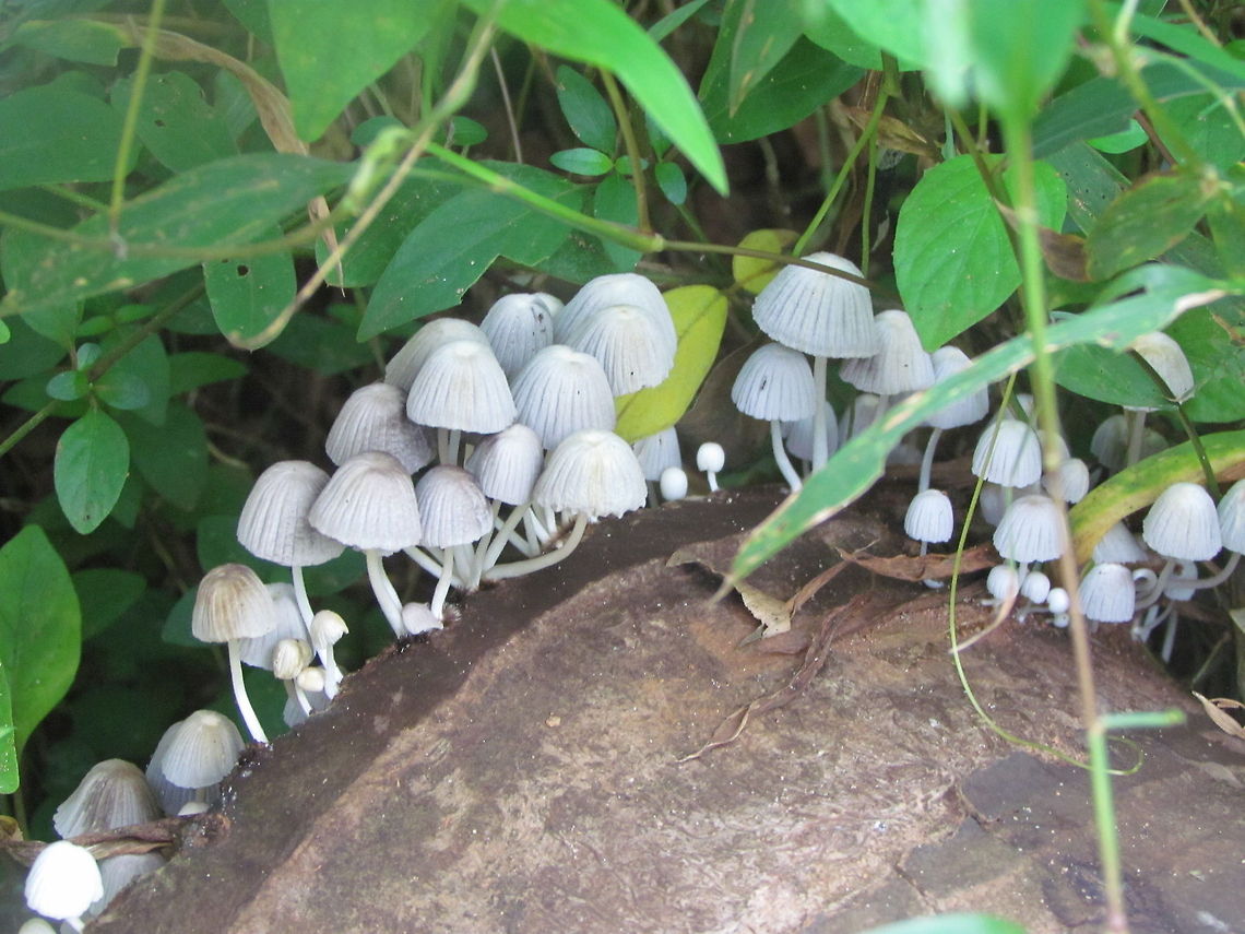 Coprinellus disseminatus  Coprinellus disseminatus,Geotagged,India