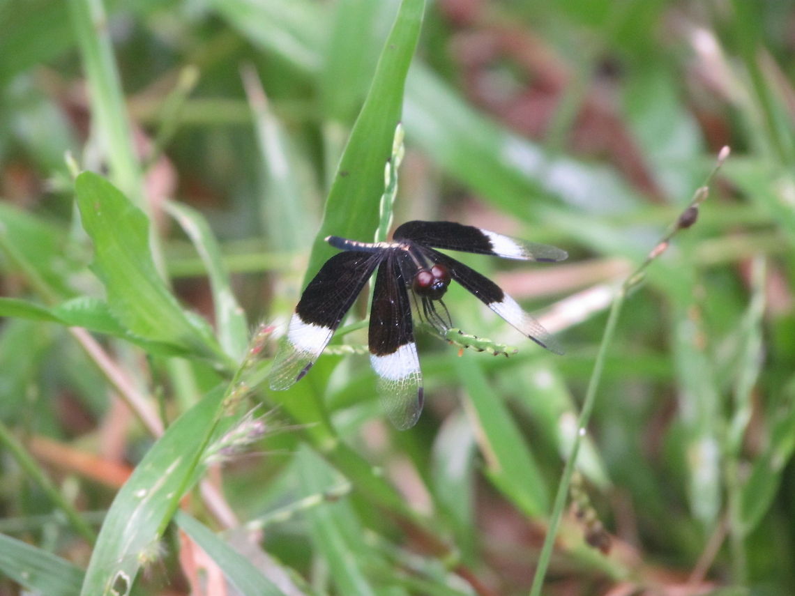 Widow_Skimmer  Geotagged,India,Libellula luctuosa,Neurothemis tullia,Pied Paddy Skimmer,Widow Skimmer