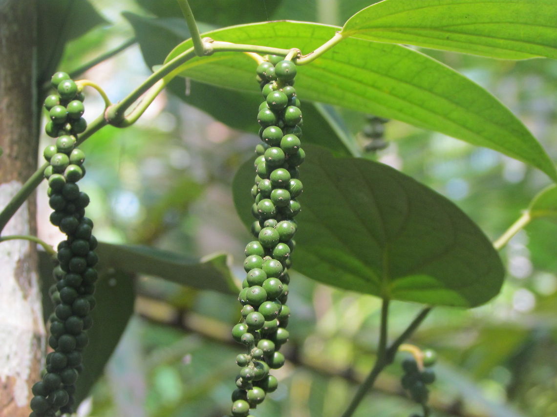 Unripe drupes of Black Pepper <a href="http://en.wikipedia.org/wiki/Template:POTD_protected/2013-03-26" rel="nofollow">http://en.wikipedia.org/wiki/Template:POTD_protected/2013-03-26</a> Black pepper,Geotagged,India,Piper nigrum