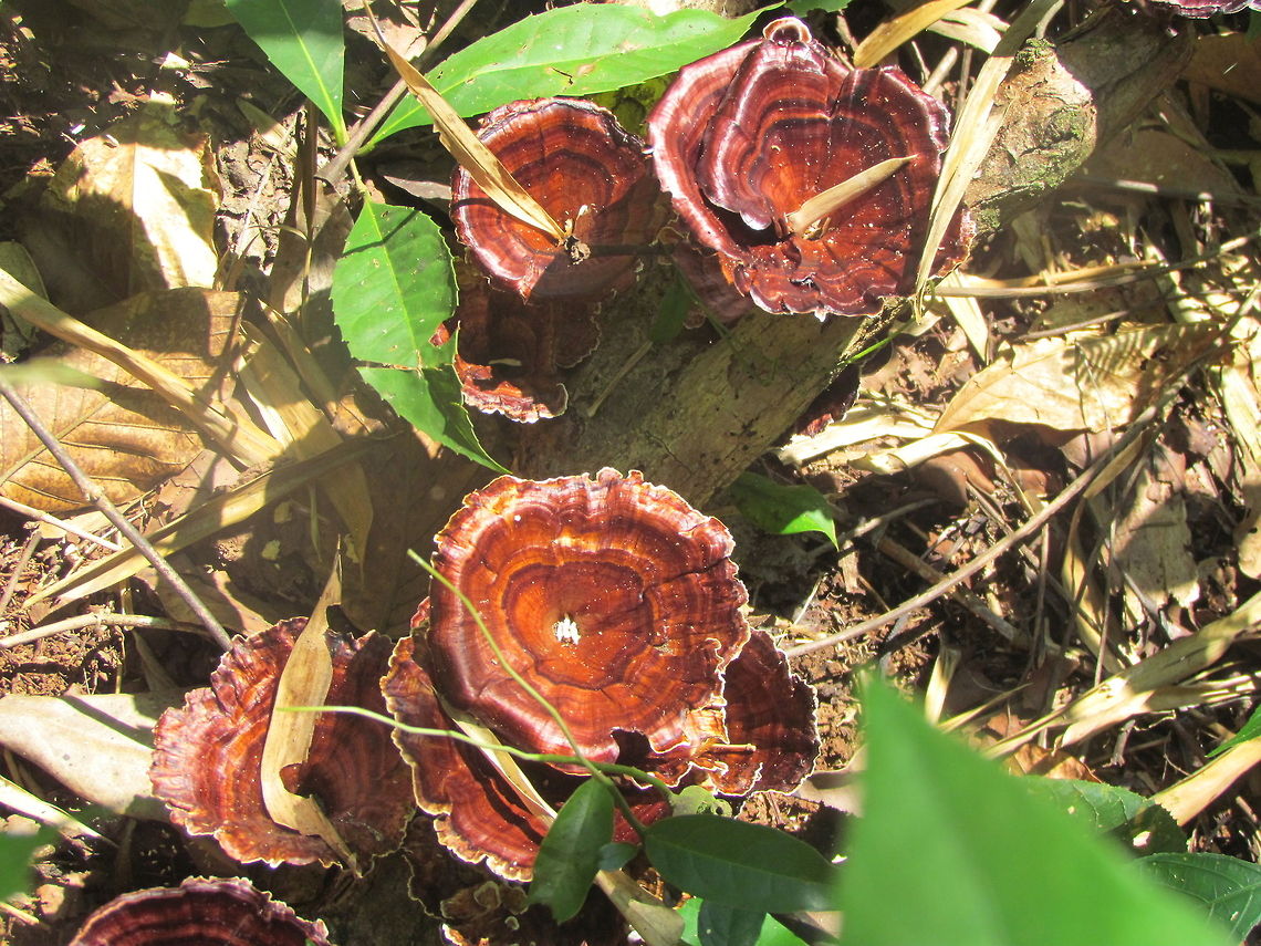 Mushroom in jungle Could not identify its name.. its found in the forest on a tree as some fungus, looks like a mushroom<br />
 Fungi,Geotagged,India